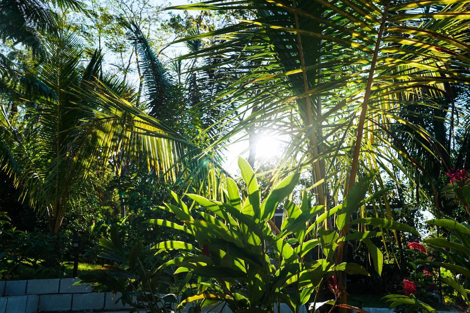 House In The Palm Forest Puerto Carrillo Exteriér fotografie